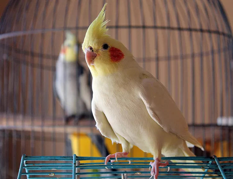 Cockatiel